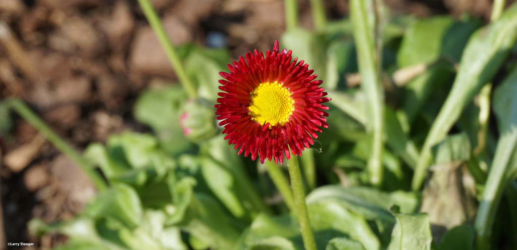 Joyfull flower by larrysphotos