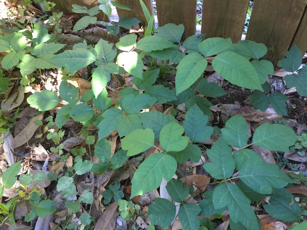 Nice crop of poison ivy by margonaut