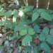 Nice crop of poison ivy by margonaut
