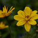 Coreopsis? by lstasel