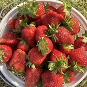22nd Apr 2021 - Strawberries...