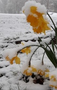 22nd Apr 2021 - Snowy Daffodils 