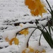 Snowy Daffodils  by julie