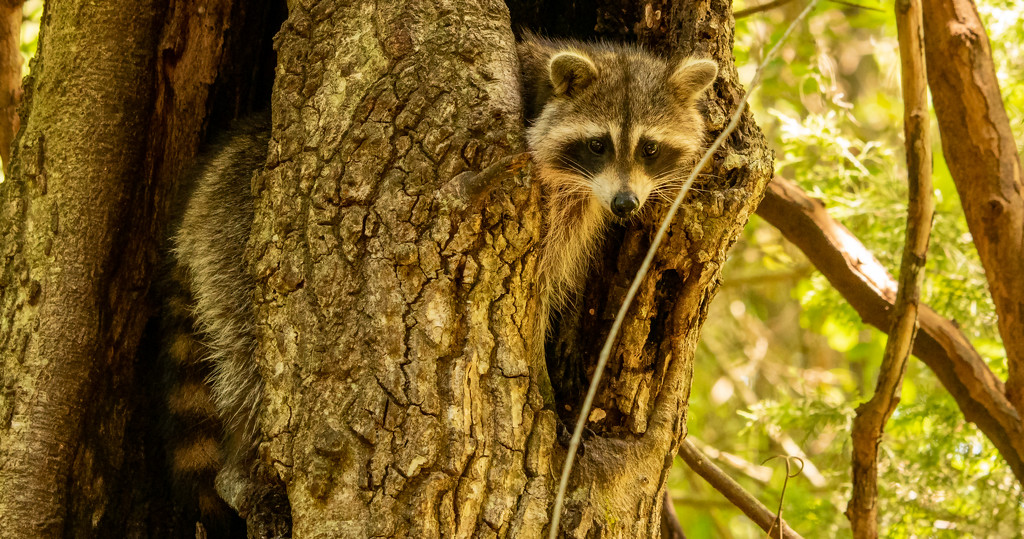 Rocky Raccoon in the Tree! by rickster549