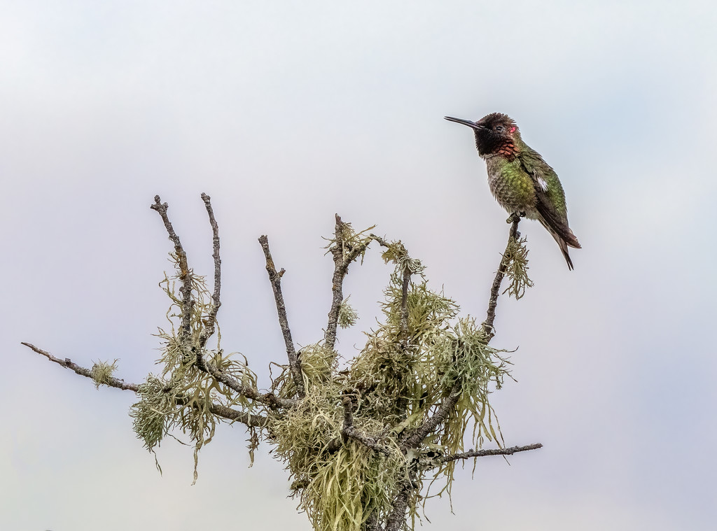 Anna's Hummingbird by nicoleweg