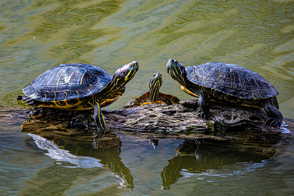 The Turtle Family by jyokota