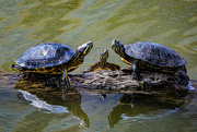 22nd Apr 2021 - The Turtle Family