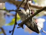 22nd Apr 2021 - Hummingbird