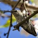 Hummingbird by mitchell304