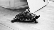 23rd Apr 2021 - Yee-haw, Uber-turtle!