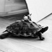 Yee-haw, Uber-turtle! by monikozi