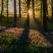 Bluebells at Dawn by rjb71