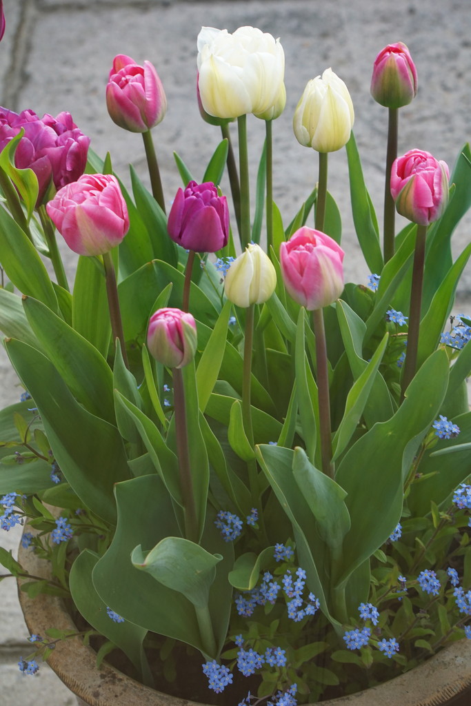 tulips and forget-me-nots in a pot by quietpurplehaze