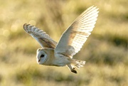 23rd Apr 2021 - Barn Owl 