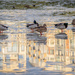 Ducks on ice by helstor365