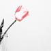 Lone Tulip by genealogygenie