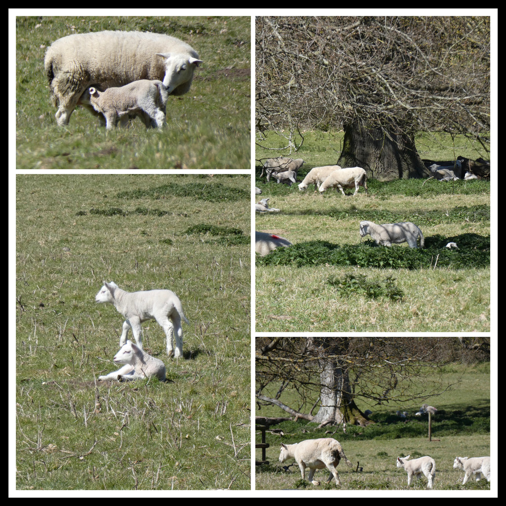 Lambs at Ickworth  by foxes37