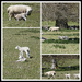 Lambs at Ickworth  by foxes37