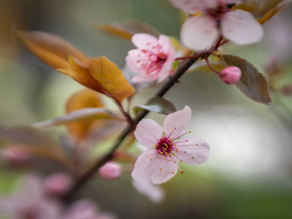Cherry blossoms  by haskar