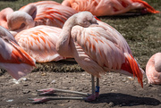 23rd Apr 2021 - Flamingo Elbows