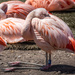 Flamingo Elbows by jyokota