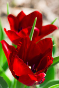 14th Apr 2021 - Tulips