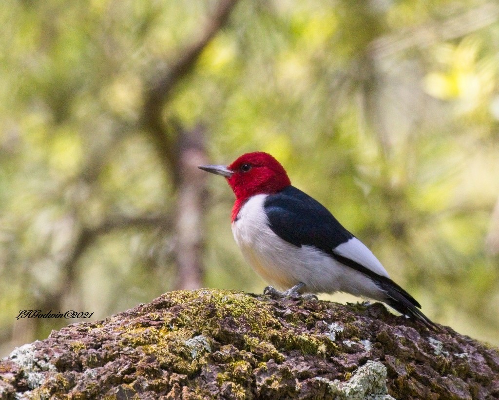 LHG-8980- red-headed woodpecker by rontu