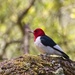 LHG-8980- red-headed woodpecker by rontu