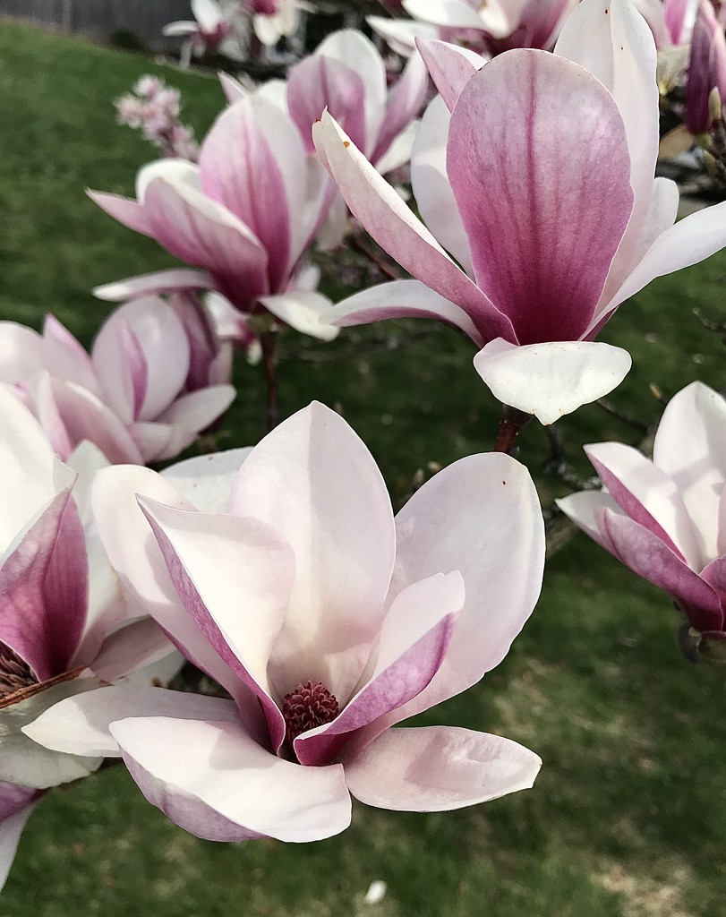 Magnolias  by mjmaven