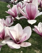 22nd Apr 2021 - Magnolias 
