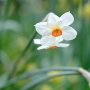 24th Apr 2021 - Daffodil 24