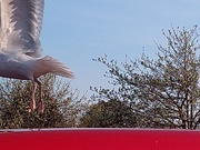 23rd Apr 2021 - Camera Shy Seagull