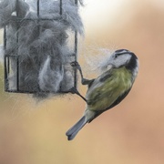 23rd Apr 2021 - Collecting Nesting Material