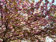 24th Apr 2021 - Under the kwanzan cherry tree...