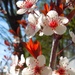 4-23-21 backlit sand cherry by bkp