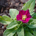Petunia solid by larrysphotos