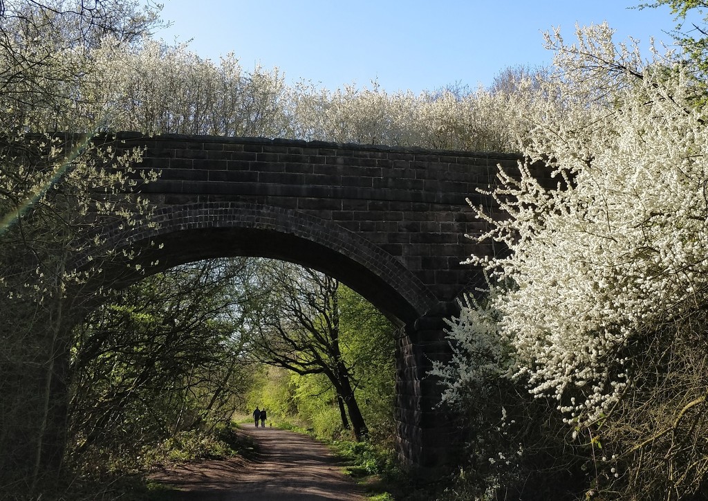 A bridge surrounded by blossom by roachling