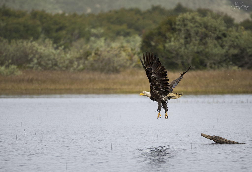 Young Bald Eagle Wet from a Dive  by jgpittenger