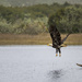 Young Bald Eagle Wet from a Dive  by jgpittenger