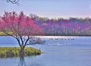 21st Apr 2021 - Redbud Trees at Red Haw Lake