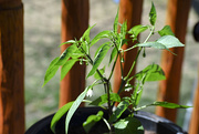 22nd Apr 2021 - Pepper Plant