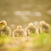 The Goslings  by lesip