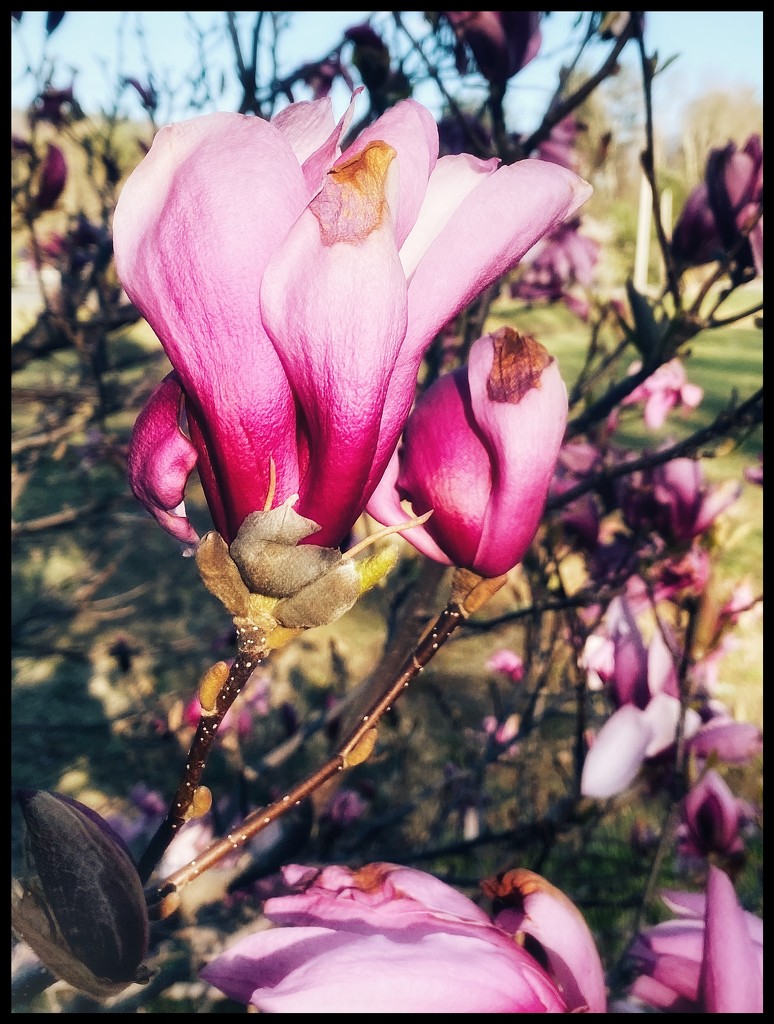 Adieu, Magnolias by jakb