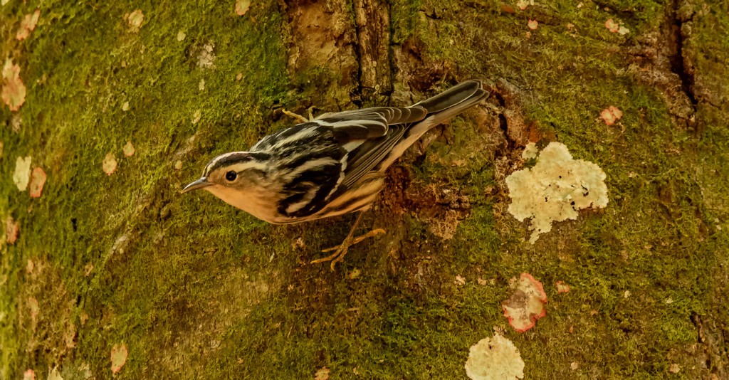 Black and White Warbler, I think! by rickster549