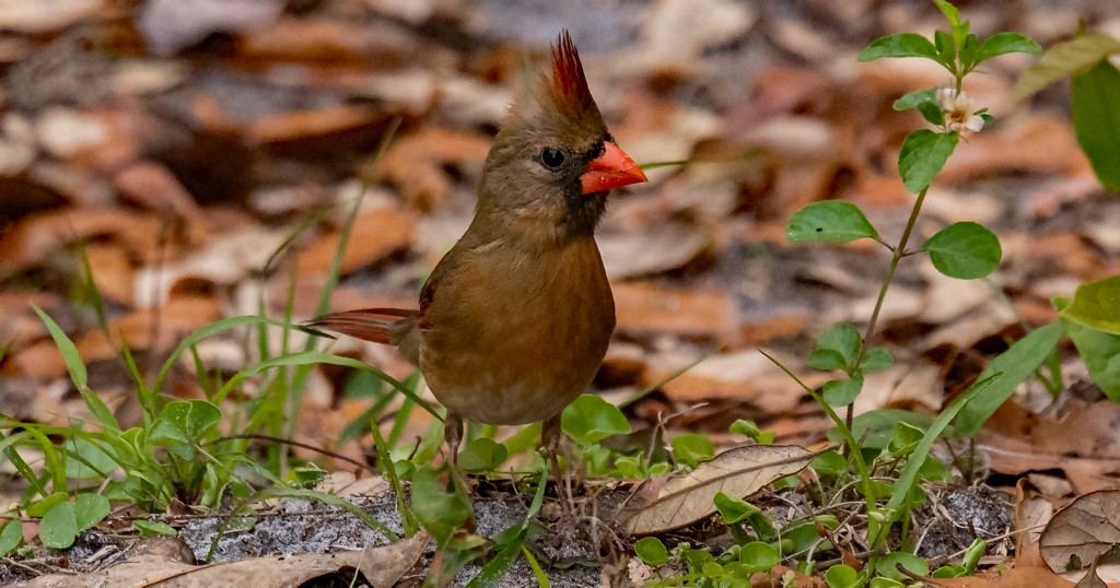 Lady Cardinal Looking for a Bite! by rickster549