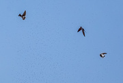 21st Apr 2021 - Purple Martins Chase Their Treats