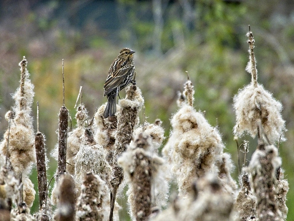 Female Red-winged Blackbird (Correction) by mitchell304