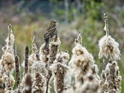 23rd Apr 2021 - Female Red-winged Blackbird (Correction)