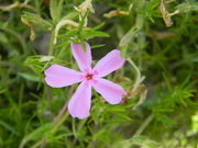 23rd Apr 2021 - Pink Phlox Flower