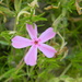 Pink Phlox Flower by sfeldphotos